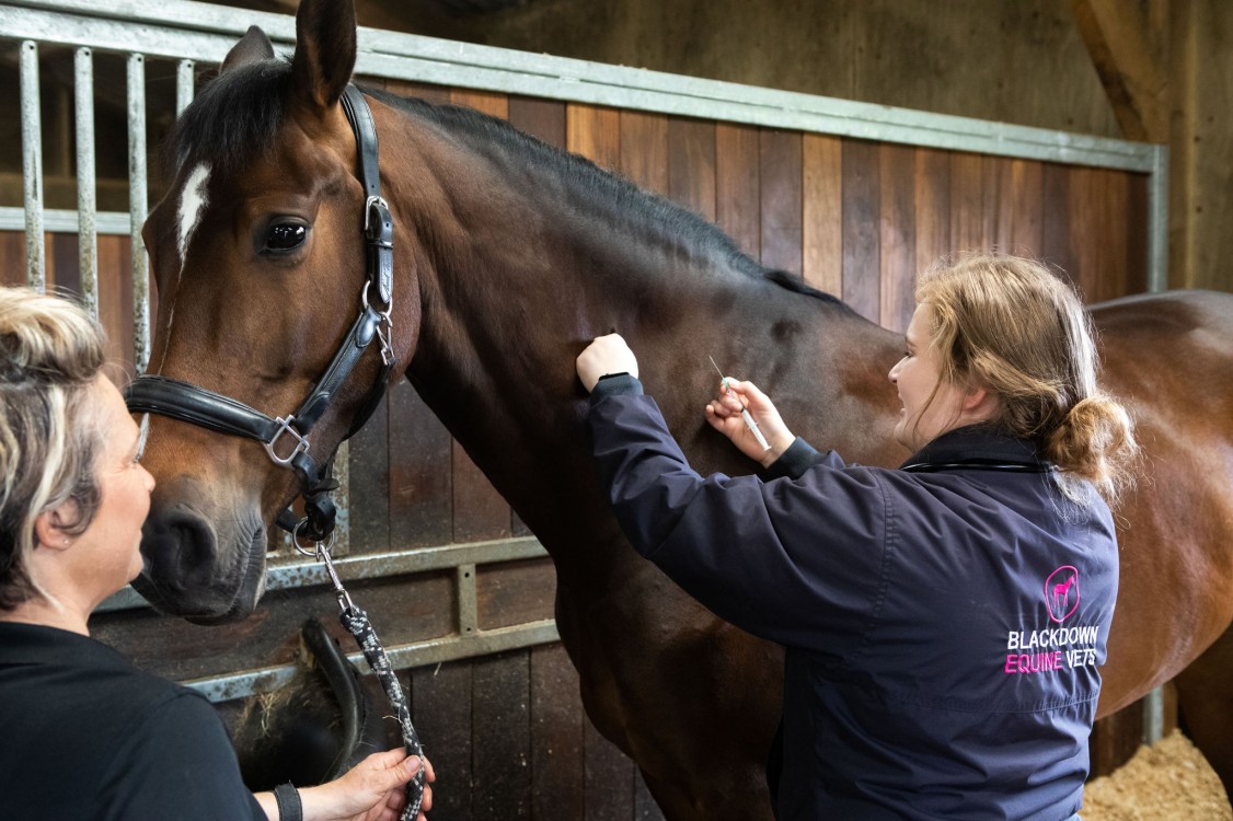 Blackdown Equine Vets Vaccinations