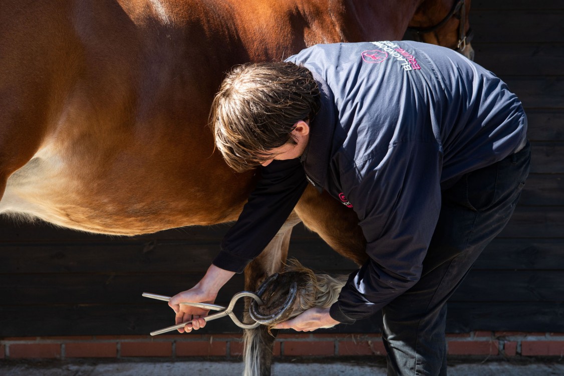 Lameness Examinations