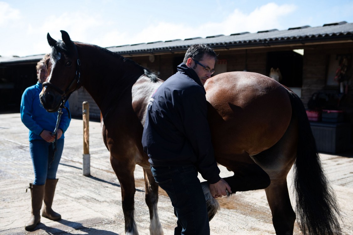 Lameness Examinations