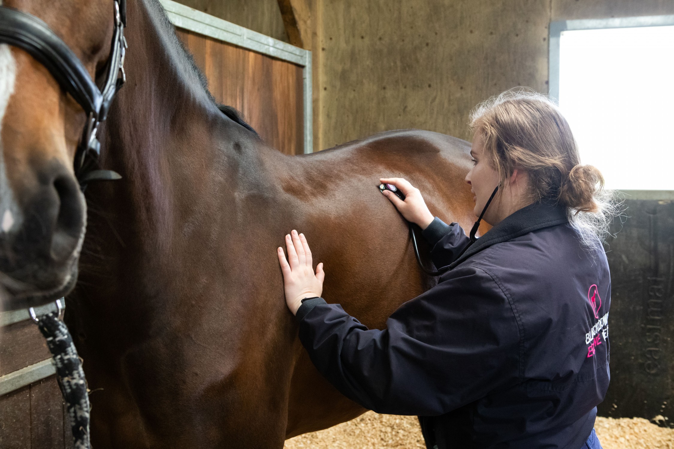 blackdown-equine-vets-vaccinations