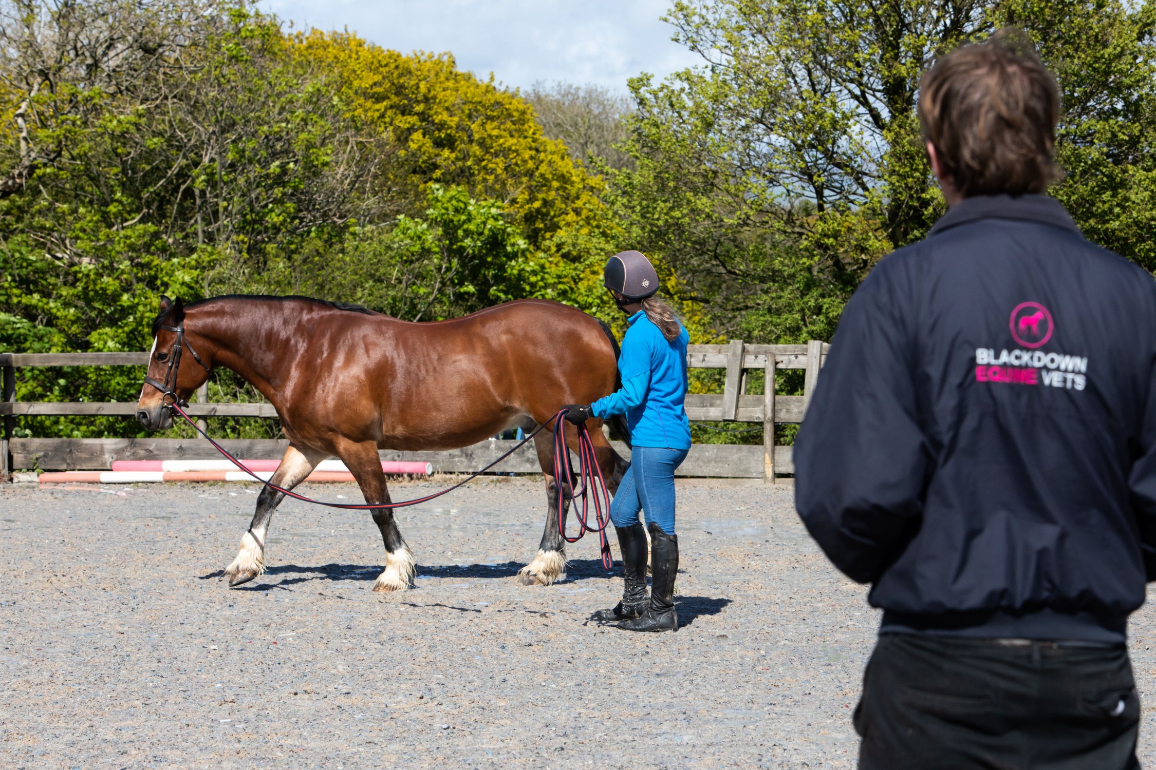 Vetting or PrePurchase Examination